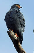 Slender-billed Kite