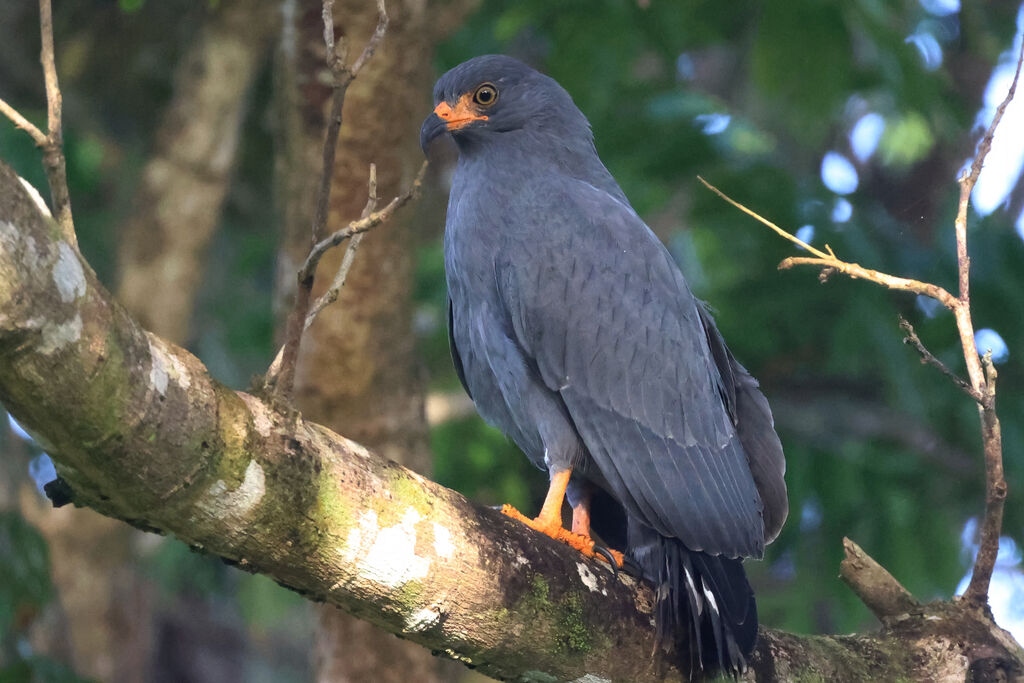 Slender-billed Kiteadult