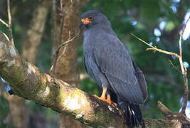 Slender-billed Kite