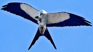 Swallow-tailed Kite