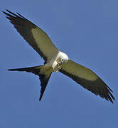 Swallow-tailed Kite