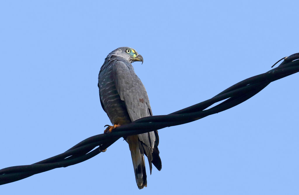 Hook-billed Kite male adult