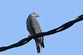 Hook-billed Kite