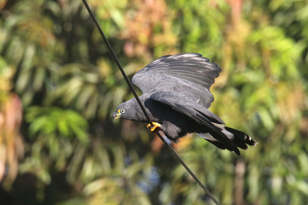 Hook-billed Kiteadult, pigmentation