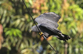 Hook-billed Kite