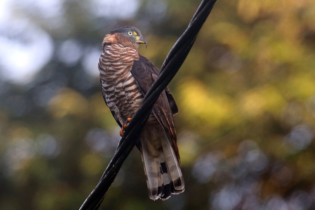 Hook-billed Kite female adult