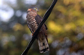 Hook-billed Kite