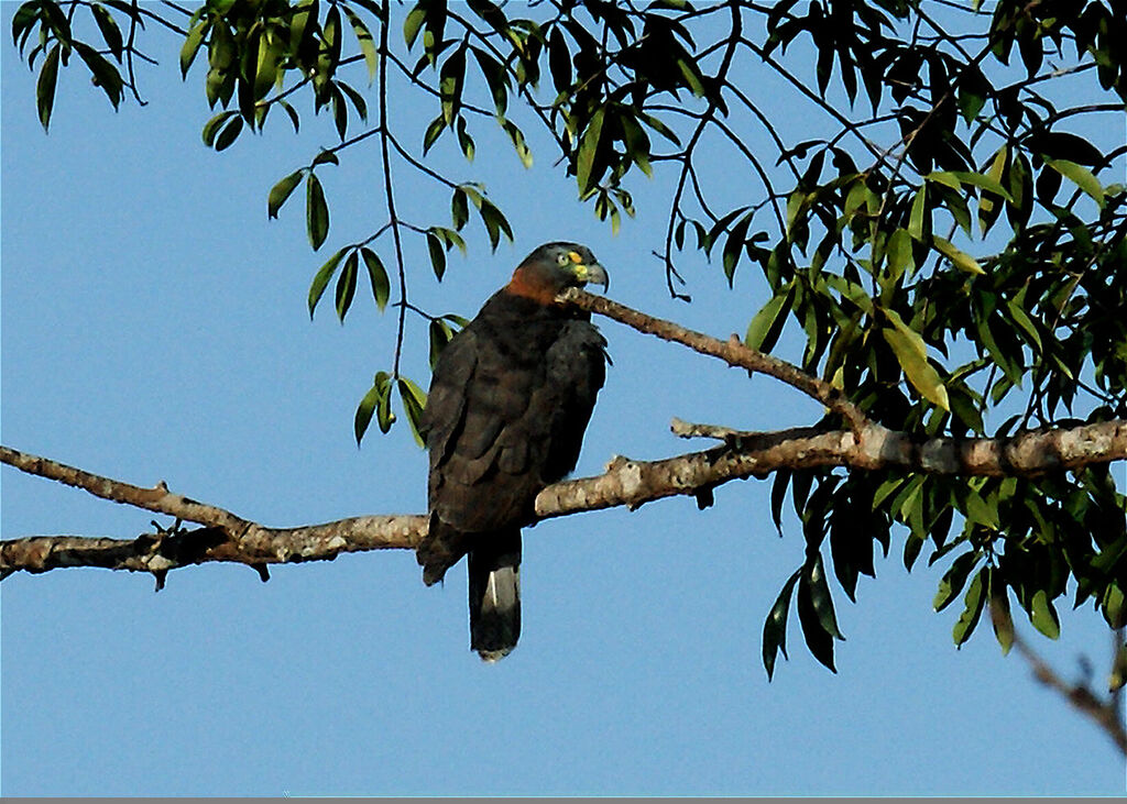 Hook-billed Kite