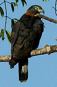 Hook-billed Kite