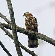 Hook-billed Kite