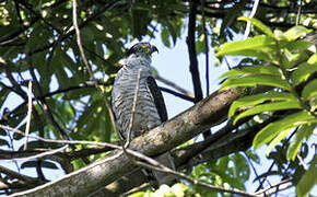 Hook-billed Kite