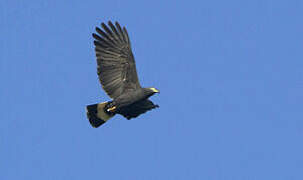 Hook-billed Kite