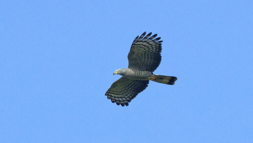 Hook-billed Kite male adult