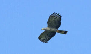 Hook-billed Kite