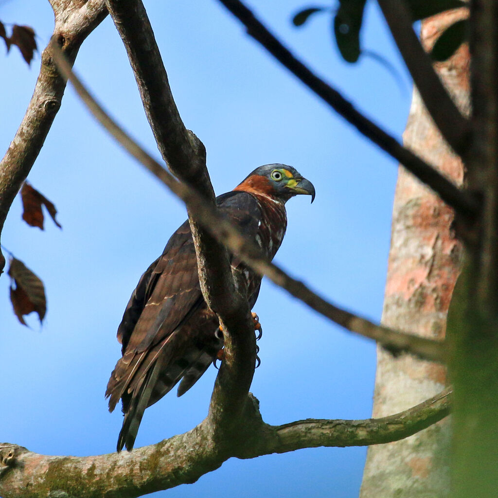 Hook-billed Kite female adult