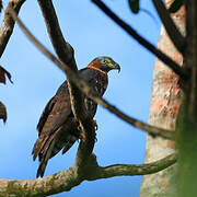 Hook-billed Kite