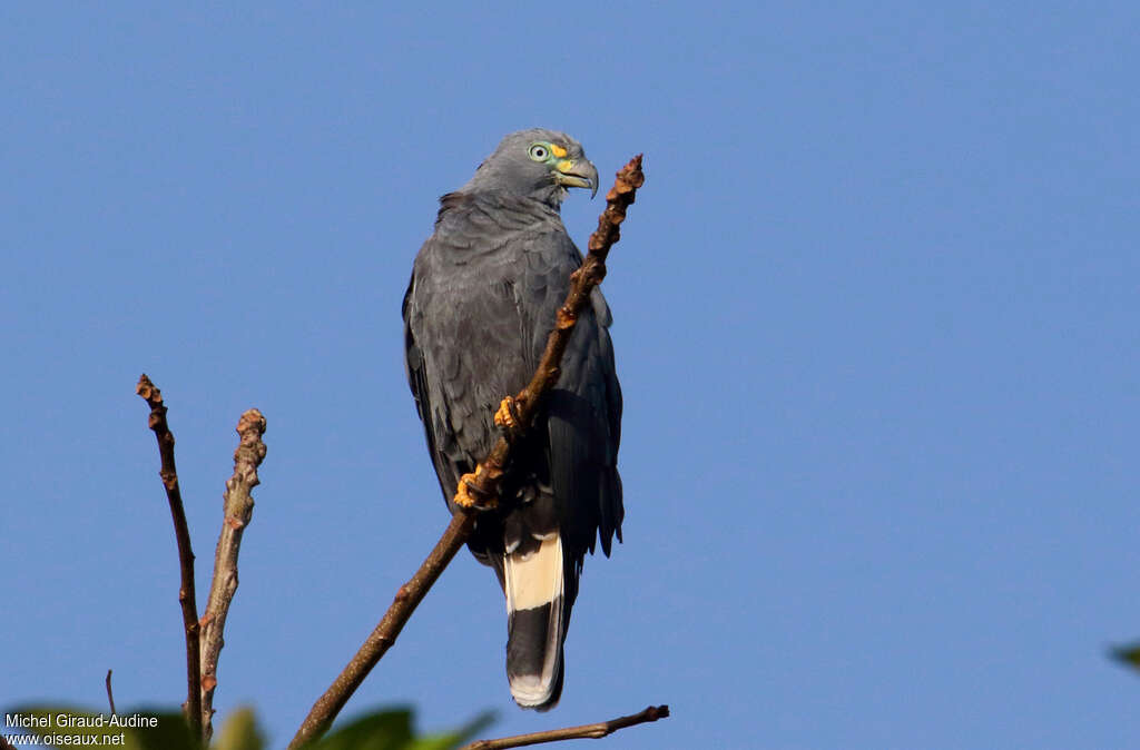 Hook-billed Kite male, identification