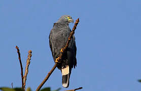 Hook-billed Kite