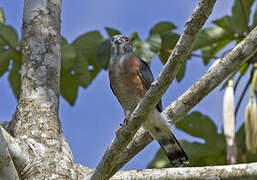 Double-toothed Kite