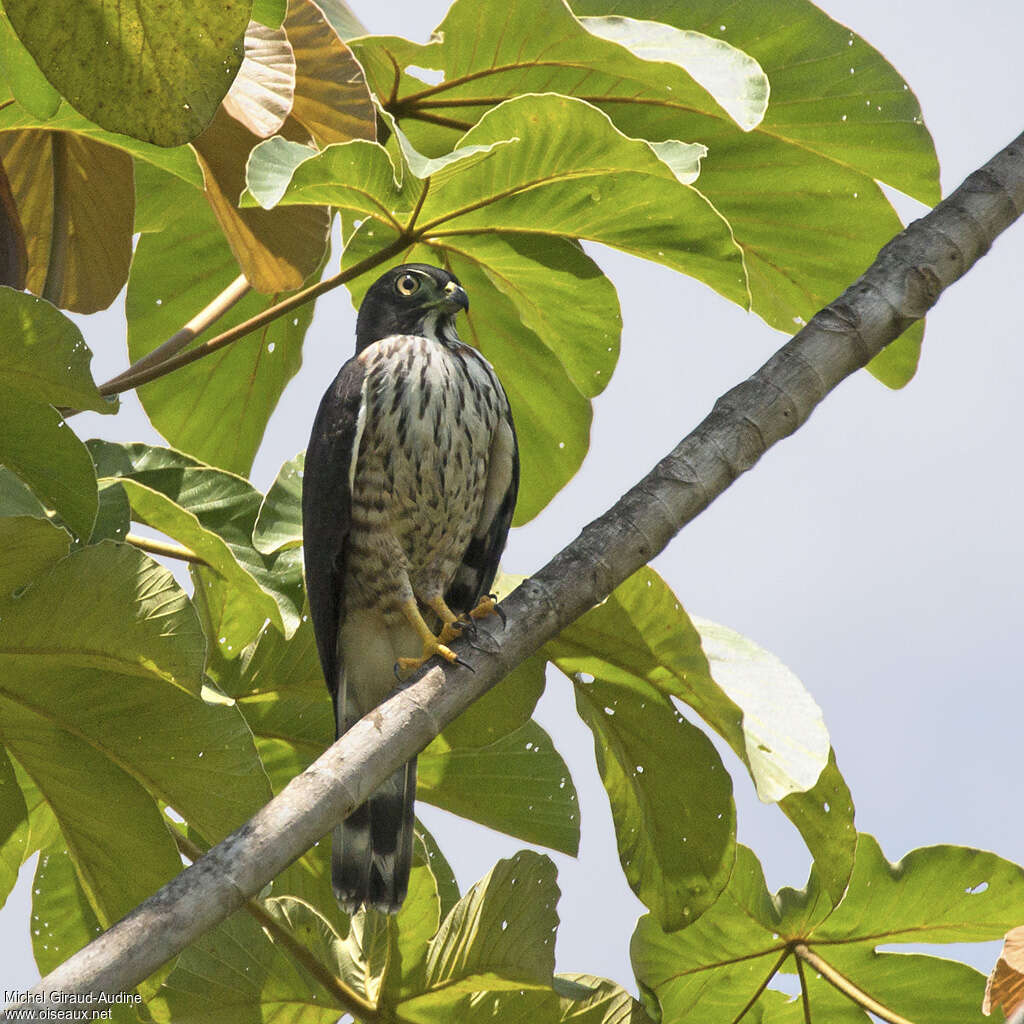 Double-toothed Kitejuvenile, identification