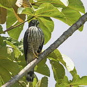 Double-toothed Kite