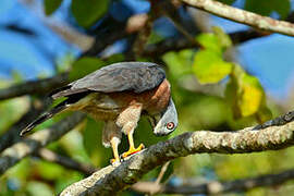 Double-toothed Kite