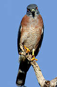 Double-toothed Kite