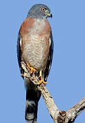 Double-toothed Kite