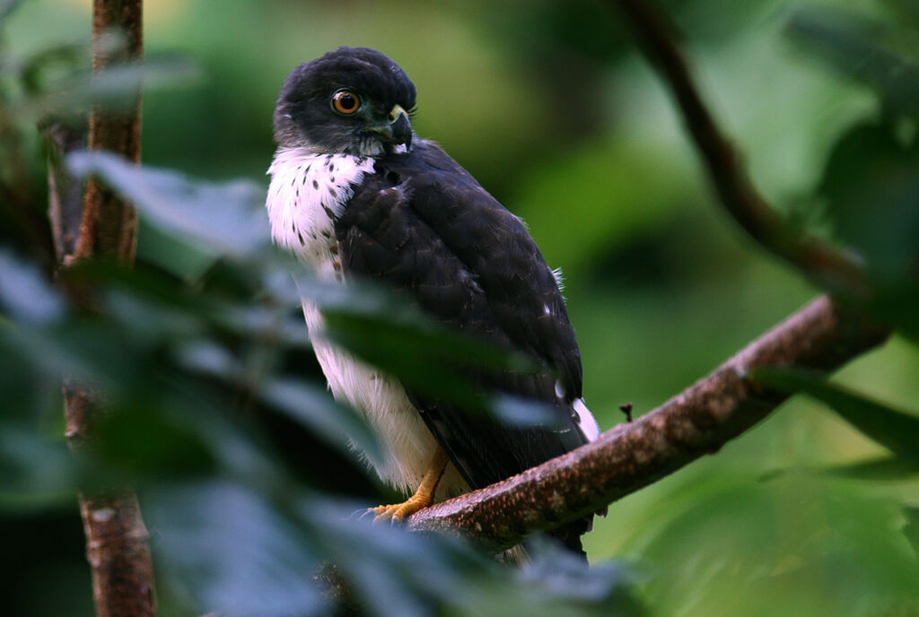 Double-toothed Kitejuvenile