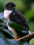 Double-toothed Kite