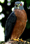 Double-toothed Kite