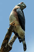 Double-toothed Kite