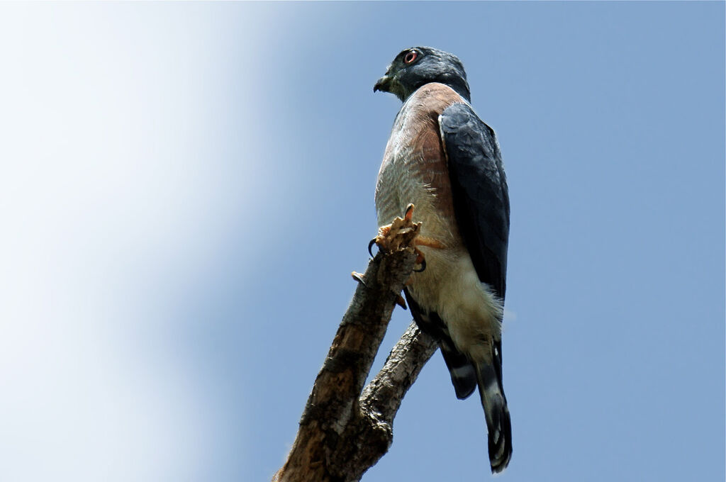 Double-toothed Kiteimmature