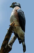 Double-toothed Kite