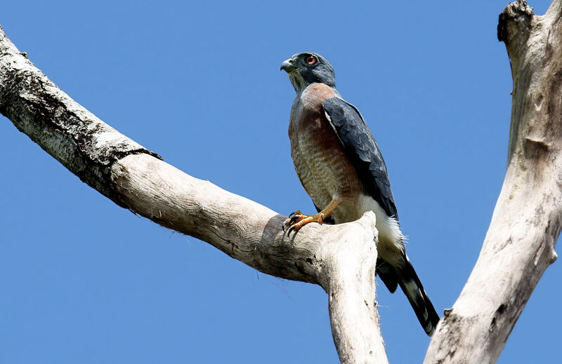 Double-toothed Kiteimmature