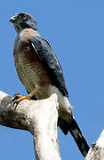 Double-toothed Kite