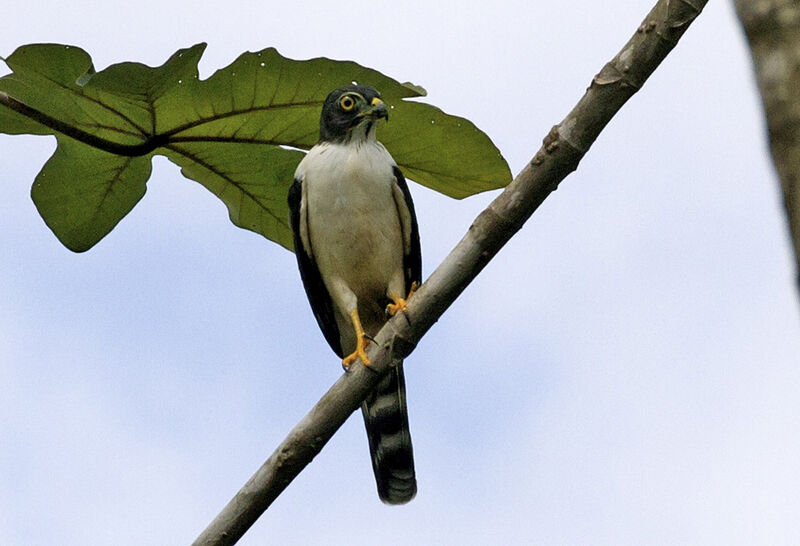 Double-toothed Kitejuvenile