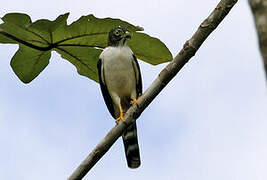 Double-toothed Kite