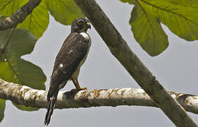 Double-toothed Kite