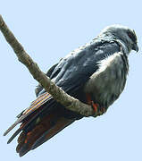 Plumbeous Kite