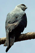 Plumbeous Kite