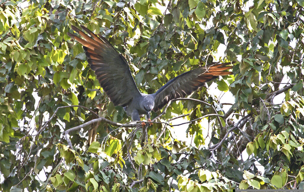 Plumbeous Kite