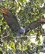 Plumbeous Kite