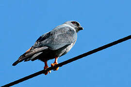 Plumbeous Kite