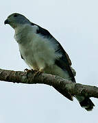 Grey-headed Kite