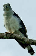 Grey-headed Kite