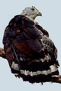 Grey-headed Kite