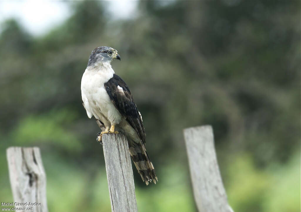 Grey-headed Kitesubadult, identification