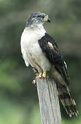 Grey-headed Kite