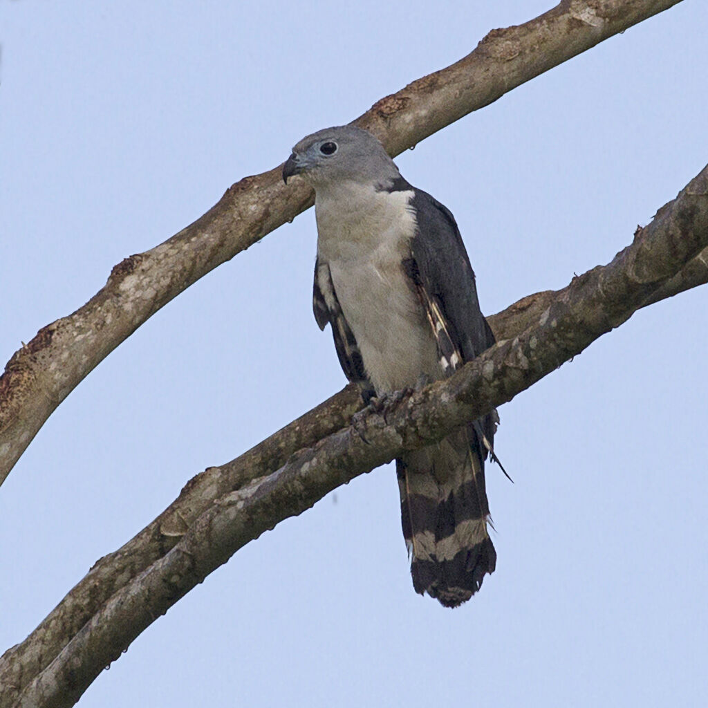 Grey-headed Kite